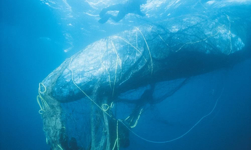 Διάσωση φάλαινας που μπλέχτηκε σε δίχτυα από δύτες (Βίντεο)